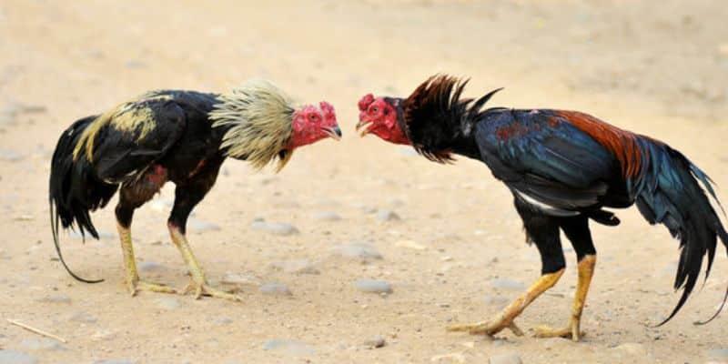 Những thông tin cơ bản về đá gà tại Mỹ