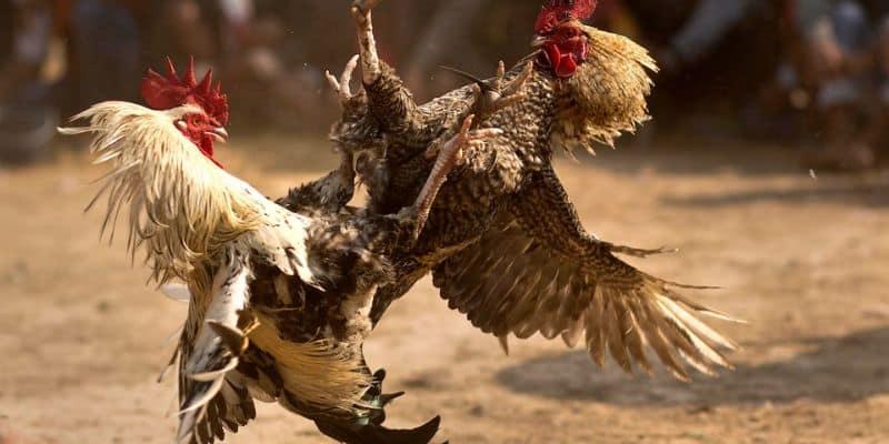 Tận dụng các chiến thuật, thời cơ để giành chiến thắng