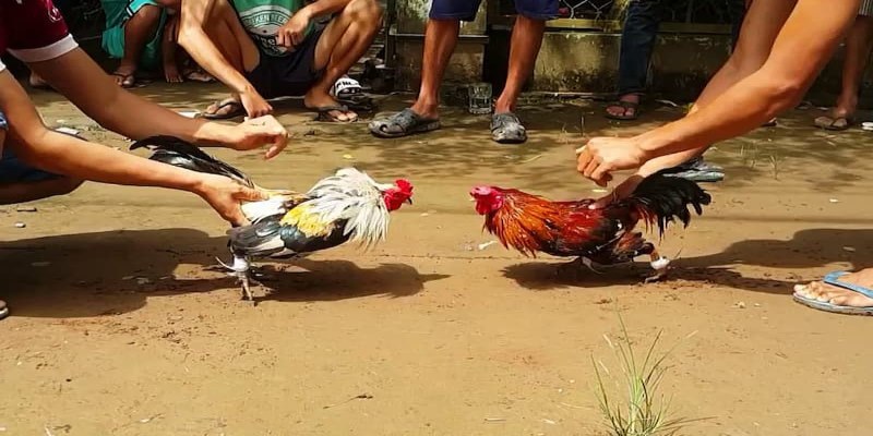 Xem đá gà trong nước