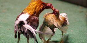 Đá Gà Thomo là bộ môn giải trí mang đậm tính truyền thống
