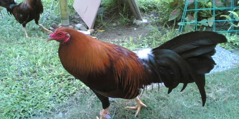 Điểm mạnh vượt trội của chiến kê Butcher trong giới gà đá