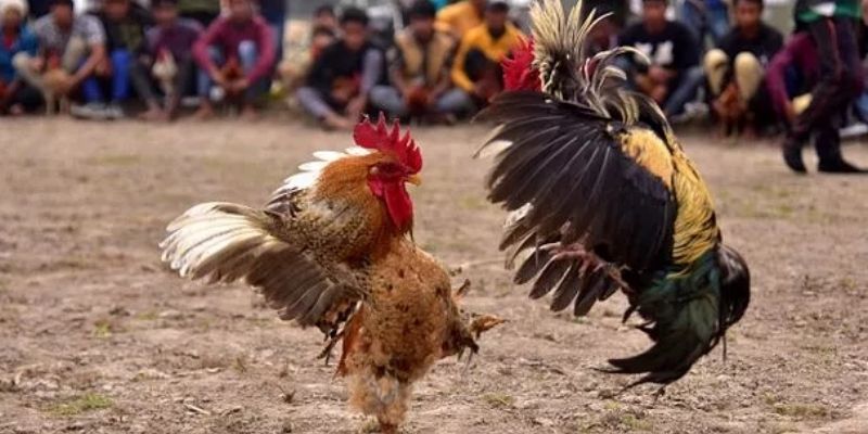 Đá Gà Thomo : Cá Cược Siêu Đỉnh Cao Cho Hội Viên FB88 2 Tân thủ cần nắm cách xác định thắng thua tránh bỡ ngỡ