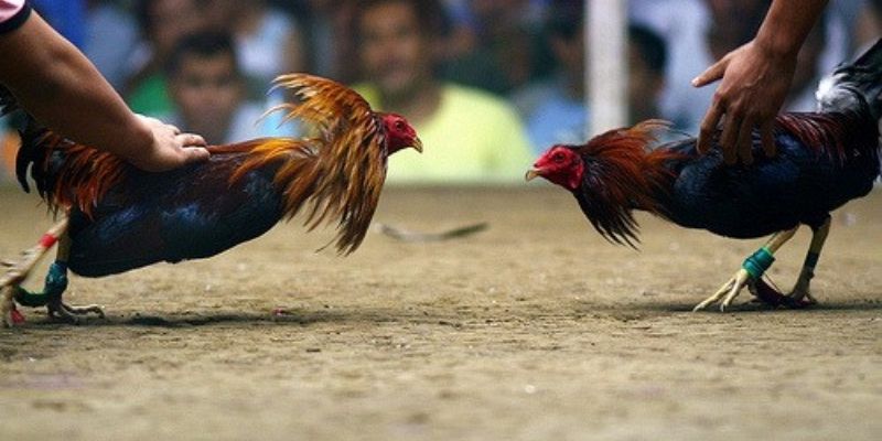 Đá Gà Thomo : Cá Cược Siêu Đỉnh Cao Cho Hội Viên FB88 1 Tổng quan về đá gà Thomo